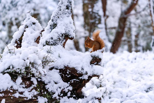 Rotes Eichhörnchen Sciurus Vulgaris Auf Schneebedecktem Baum Schottischen Wald Selektiver — Stockfoto