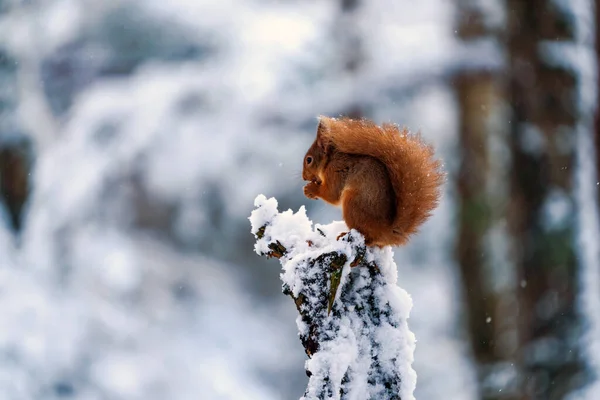 Veverița Roșie Sciurus Vulgaris Stâlpul Lemn Acoperit Zăpadă Din Pădurea — Fotografie, imagine de stoc