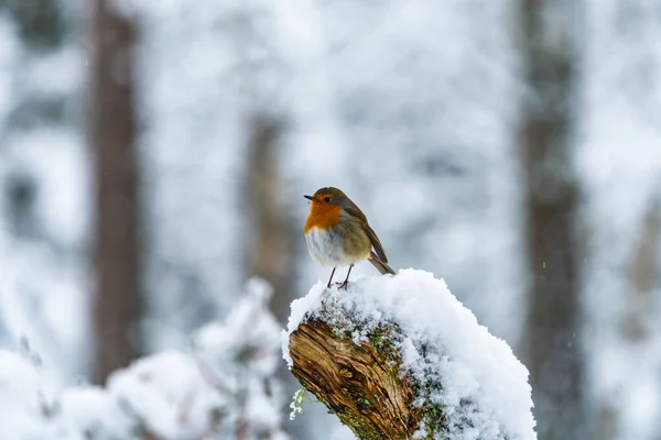Robin European Erithacus Rubecula Ramură Lemn Acoperită Zăpadă Pădurea Scoțiană — Fotografie, imagine de stoc