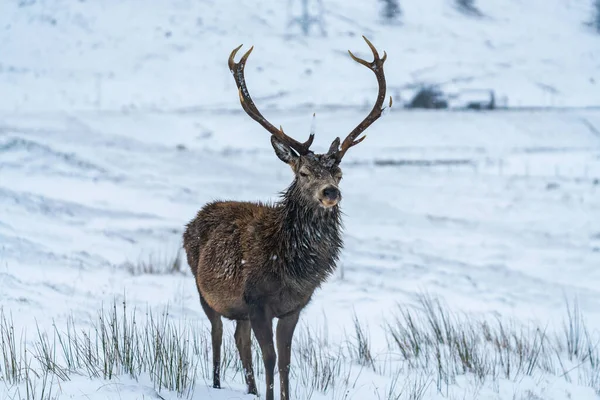 Ciervo Rojo Escocés Cervus Elaphus Nieve Invierno Escocia Enfoque Selectivo — Foto de Stock
