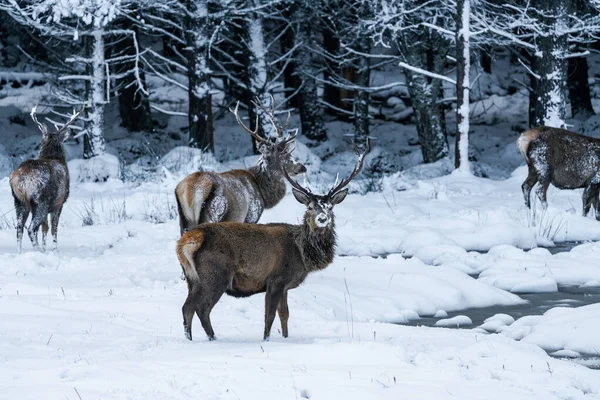 苏格兰冬季大雪中的苏格兰红鹿 Cervus Elaphus 有选择的焦点 — 图库照片