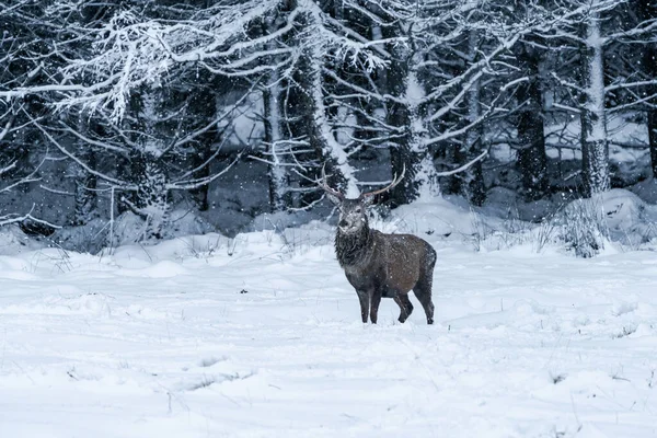 苏格兰冬季暴风雪中的苏格兰红鹿 Cervus Elaphus 有选择的焦点 — 图库照片