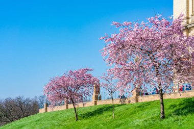 LONDON, İngiltere - 19 Mart 2022: Alexandra Sarayı 'nda kiraz çiçekleri, Londra Haringey İlçesi' nde Wood Green ve Muswell Hill arasında yer alan, listelenmiş bir eğlence ve spor mekanı