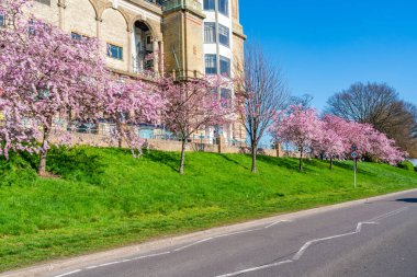 Alexandra Park, Londra, İngiltere 'de kiraz çiçekleri