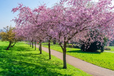 Londra Haringey İlçesi 'nde Wood Green ve Muswell Hill arasında yer alan Alexandra Park' ta 19 Mart 2022 'de kiraz çiçekleri sergilendi.