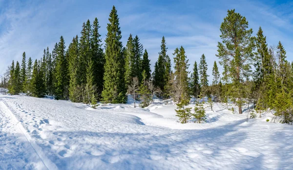 Peisaj Iarnă Acoperit Zăpadă Rezervația Naturală Bymarka Din Trondheim Norvegia — Fotografie, imagine de stoc