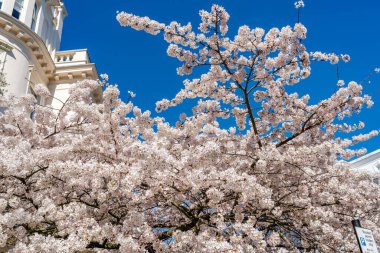 Notting Hill, Londra, İngiltere 'de bir konağın önünde çiçek açmış güzel bir kiraz ağacı.