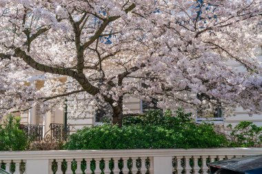 LONDON, İngiltere - 19 Mart 2022: Notting Hill 'deki bir konağın dışında çiçek açmış güzel bir kiraz ağacı, işlek pazarı ve yıllık Notting Hill Karnavalı ile bilinen zengin ve modaya uygun bir bölge.