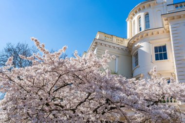 Notting Hill, Londra, İngiltere 'de bir konağın önünde çiçek açmış güzel bir kiraz ağacı.