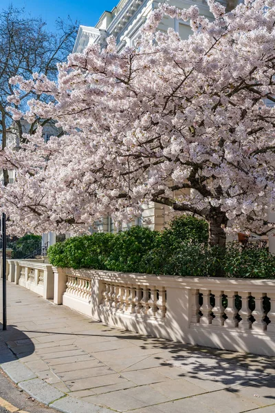 Prachtige Kersenboom Volle Bloei Buiten Een Herenhuis Notting Hill Londen — Stockfoto