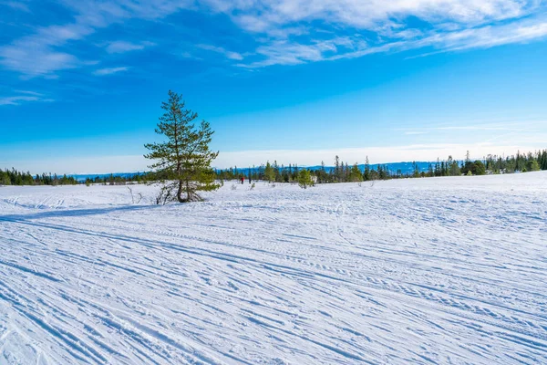 Peisaj Iarnă Acoperit Zăpadă Rezervația Naturală Bymarka Din Trondheim Norvegia — Fotografie, imagine de stoc