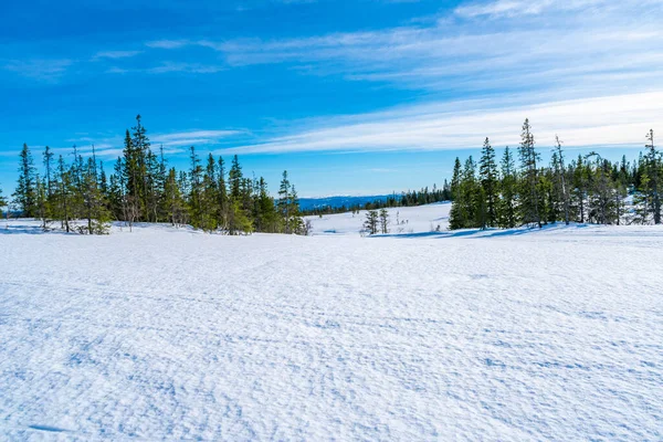 Krajobraz Zimowy Pokrytym Śniegiem Rezerwacie Przyrody Bymarka Trondheim Norwegia — Zdjęcie stockowe