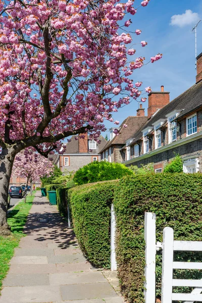 Schöne Kirschblüten Säumen Eine Wohnstraße Hampstead Garden Subarb London Großbritannien — Stockfoto