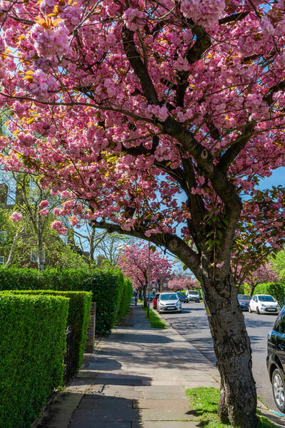 LONDON, UK - APRIL 15, 2022:Beautiful cherry blossom trees line a residential street in Hampstead Garden Subarb. The area enjoys landscaped garden squares, communal parks and Hampstead Heath Extension
