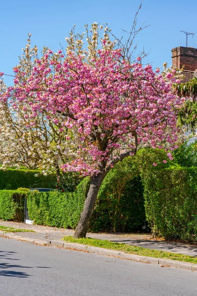 Vackert Körsbärsträd Gata Hampstead Garden Subarb London Storbritannien — Stockfoto