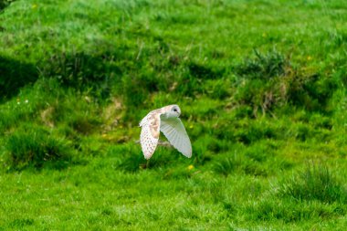 Ahır baykuşu (Tyto alba) uçuyor. Seçici odak