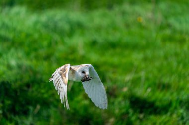 Ahır baykuşu (Tyto alba) gagasında bir fareyle uçuyor. Seçici odak