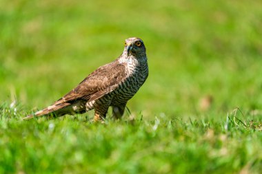 Atmaca (Accipiter nisus) - Accipitridae familyasından yırtıcı bir kuş türü. Seçici odak