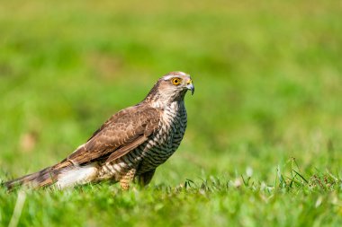 Atmaca (Accipiter nisus) - Accipitridae familyasından yırtıcı bir kuş türü. Seçici odak