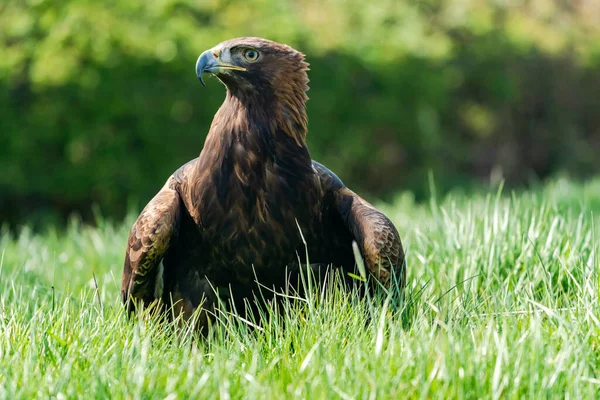 Vulturul Aur Aquila Chrysaetos Pasăre Pradă Din Family Accipitridae Care — Fotografie, imagine de stoc