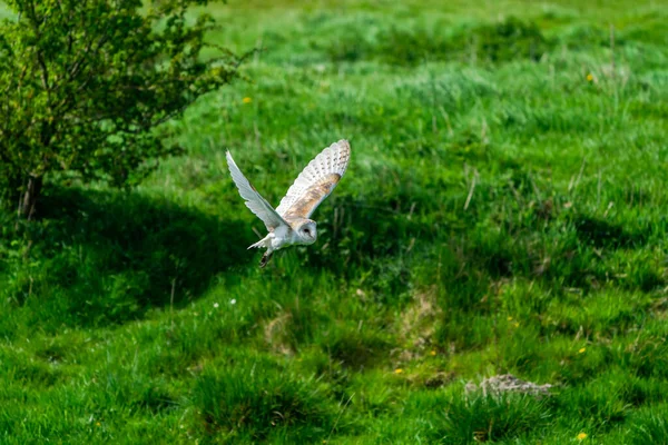 Barn Owl Tyto Alba Flight Selective Focus — Stock fotografie