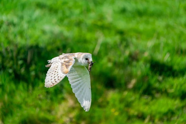 Hibou Des Clochers Tyto Alba Volant Avec Une Souris Dans — Photo