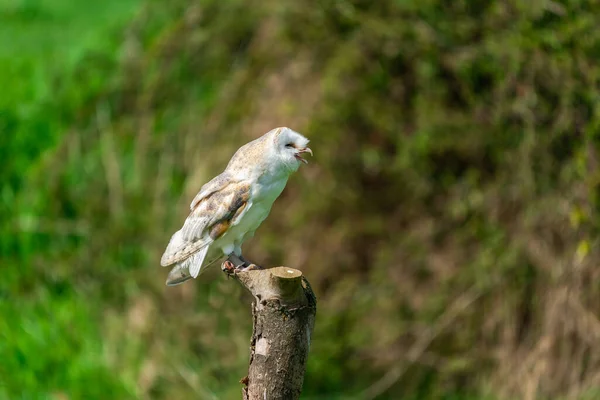 Barn Owl Tyto Alba Perched Tree Stump Selective Focus — Fotografia de Stock