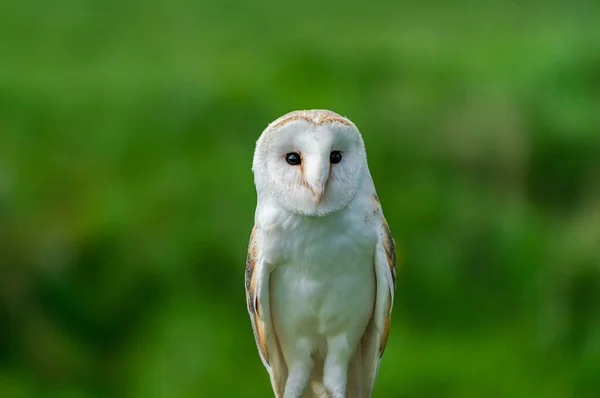 Barn Owl Tyto Alba Perched Tree Stump Selective Focus — Stockfoto