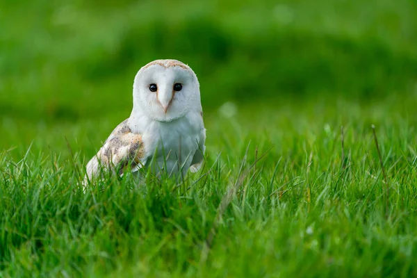Ahır baykuşu (Tyto alba) çimenlere tünedi. Seçici odak