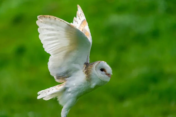 飛行中のフクロウ Tyto Alba 選択的焦点 — ストック写真