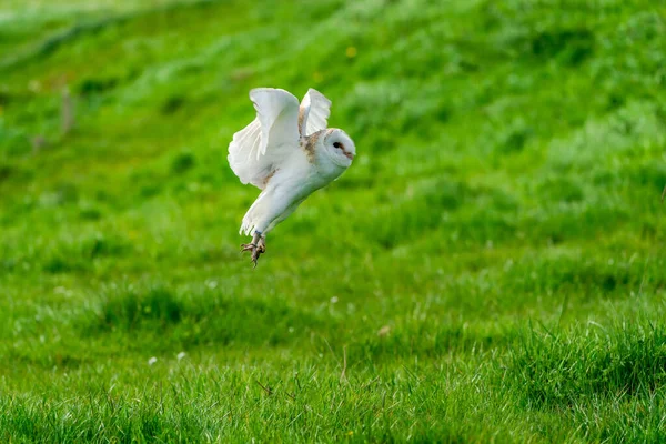 Coruja Celeiro Tyto Alba Voo Foco Seletivo — Fotografia de Stock