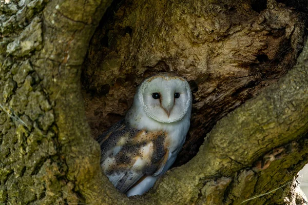 Schleiereule Tyto Alba Hockt Der Mulde Eines Baumes Selektiver Fokus — Stockfoto