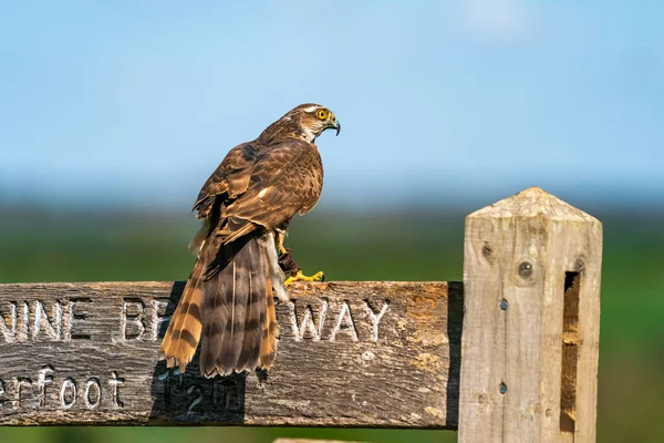 Sparrow Hawk Accipiter Nisus Small Bird Prey Family Accipitridae Selective — Stock Photo, Image