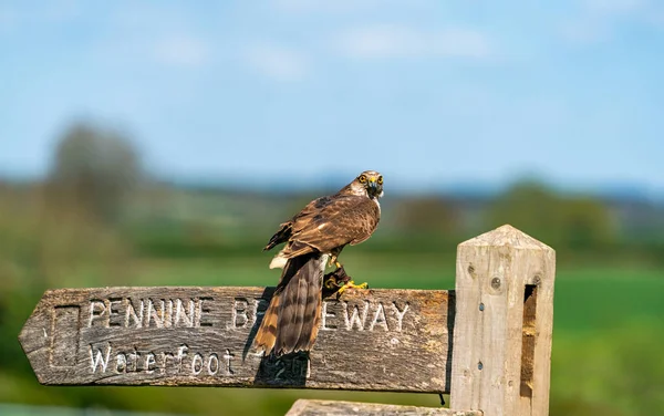 Sparrow Hawk Accipiter Nisus Pasăre Mică Pradă Din Familia Accipitridae — Fotografie, imagine de stoc