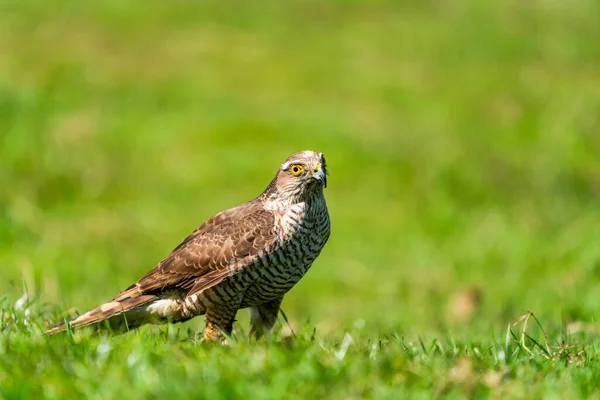 Sparrow Hawk Accipiter Nisus Small Bird Prey Family Accipitridae Selective — Stock Photo, Image