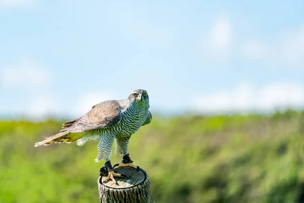 Northern Goshawk Accipiter Gentilis Species Medium Large Raptor Family Accipitridae — Fotografie, imagine de stoc