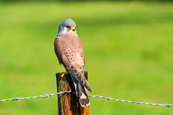 Common Kestrel Falco Tinnunculus Bird Prey Species Belonging Kestrel Group — Stock Photo, Image