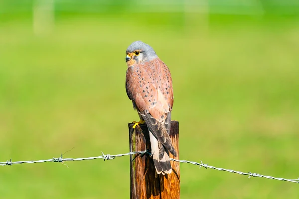 Kestrel Comun Falco Tinnunculus Pasăre Din Specii Pradă Aparținând Grupului — Fotografie, imagine de stoc