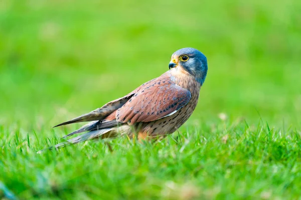 Common Kestrel Falco Tinnunculus Bird Prey Species Belonging Kestrel Group — ストック写真