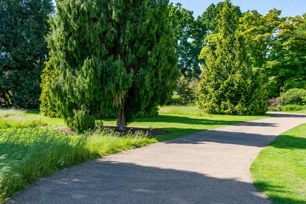 English Garden Blooming Flowers Early Summer Selective Focus — Stock Photo, Image