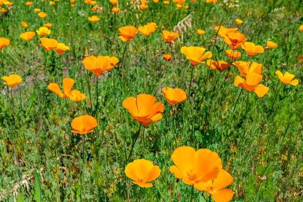 Angielski Ogród Kwitnącymi Kwiatami Wczesnym Latem Skupienie Selektywne — Zdjęcie stockowe