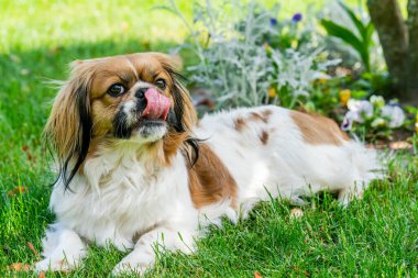 Bahçedeki genç Pekin köpeği - seçici odaklanma