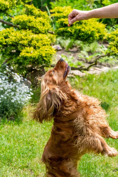 Brown Cocker Spaniel Dog Garden Selective Focus — Stock Photo, Image