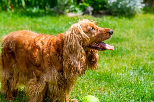 Brązowy Pies Cocker Spaniel Ogrodzie Ostrość Selektywna — Zdjęcie stockowe