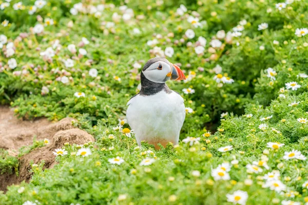 Atlantic Puffin Fratercula Arctica Skomer Island Wales — Stock fotografie