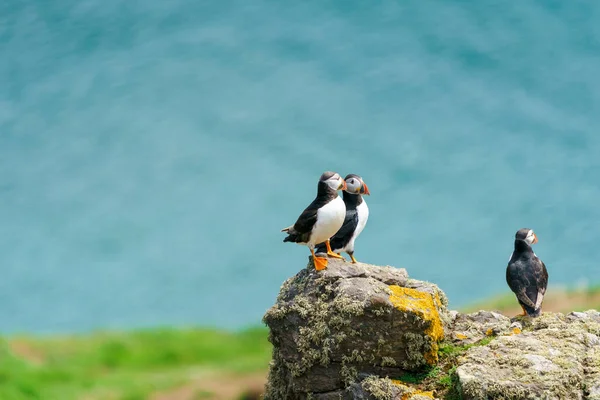 Atlantické Muffiny Fratercula Arctica Ostrově Skomer Wales — Stock fotografie