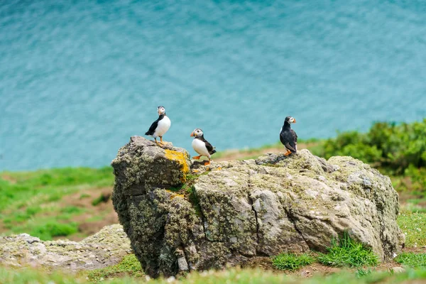 Atlantické Muffiny Fratercula Arctica Ostrově Skomer Wales — Stock fotografie