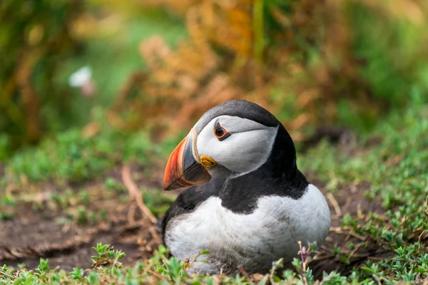 Frailecillo Atlántico Fratercula Arctica Isla Skomer Gales — Foto de Stock