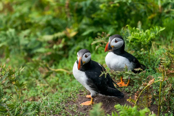 Atlantic Puffins Fratercula Arctica Skomer Island Wales — Stock fotografie