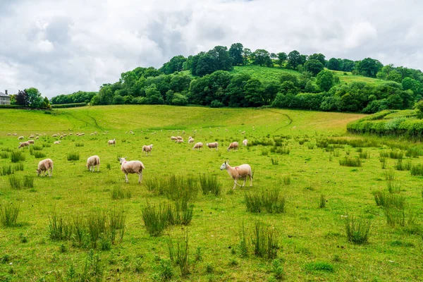 Rural Landscape Sennybridge Village Powys Wales — Stockfoto